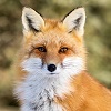 My Fox profile picture